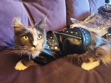 Pet Clothing Costumes Coat Kitten-Outfits Yorkshire Puppy Winter Warm Autumn for Chihuahua