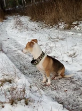 Personalized Fabric Super Strong Durable Martingale Collars for Dogs Heavy Duty Duty