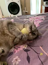 Teeth Grinding Catnip Toys Funny Interactive Plush Cat Toy Pet Kitten Chewing Vocal Toy