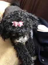 Small Dog Product Hair-Clips Grooming-Accessories Rubber-Band Pet-Dog Cat 10pcs/Lot Hand-Made