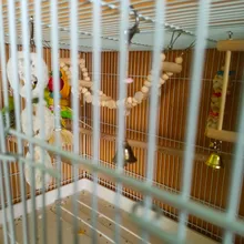 8Pcs/Set Bird Parrot Toys Wooden Hanging Swing Hammock Climbing Ladders Perches