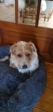 Beds Sofa Puppy-Cushion Dog-Kennel-Beds Better Pretty Plush Warm Winter Dounts Long