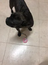 Toy Rubber-Toys Interactive-Training Pet Chew Dog-Bite-Resistant Small for Non-Toxic