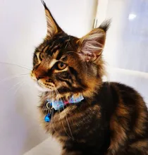 1Pc ajustable perro Collar de gato mascotas pequeñas hebillas de Nylon con Bell seguridad Breakaway de producto del animal doméstico del Collar para mascota