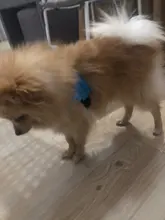 No-¡perro arnés reflectante ajustable de franela acolchada pequeño, mediano y grande arnés tipo chaleco para perro fácil para caminar de formación