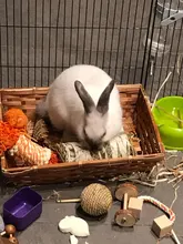 Hamster Teeth Grinding Stone Mineral Calcium Rabbit Rat Squirrel Toys Cube Hang