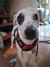 Vest Harness Pet-Dog No-Pull SUPREPET Nylon Adjustable for Large Medium