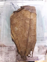 20 piezas/58g Natural Terminalia Catappa hojas de acuario decoración pecera Herramientas de limpieza tratamiento de agua accesorios de acuario