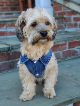 Coat Vest Jeans Puppy-Clothing Jacket Dog Pet-Dog Cowboy Denim XS-2XL for Small Dogs