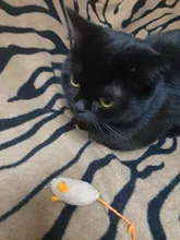 3pcs New Plush Simulation Mouse Cat Toy Plush Mouse Cat Scratch Bite Resistance Interactive