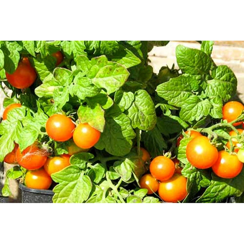 Томат черри оранжевое чудо. Томат черри балконный f1 (карликовый, ультраскороспелый). Балконные помидоры сорта низкорослые. Сорт помидор балконное чудо. Балконные томаты черри.
