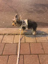Dog-Harness Vest Leash Pet-Accessories Collar Walking-Supplies Adjustable Small Large Dog