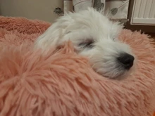 FortyLions-Cama larga de felpa para perros y gatos, cojín largo de felpa super suave y esponjoso para mascotas, cómoda para casa