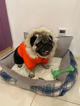 Jacket Bulldog-Clothing Pet-Coat Puppy Dogs Pug Chihuahua French Waterproof Winter Small