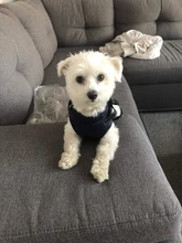 Pet-Dog-Jacket Harness Bulldog-Outfits Labrador Warm French Chihuahua Waterproof Large