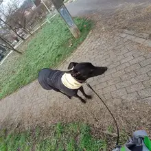 Jacket Clothing Coat Greyhound Waterproof Dog Dogs Large Super-Warm Medium Thick 