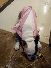 Mono impermeable para perro mascota, ropa impermeable para exteriores, mono con capucha para perros pequeños y grandes, capa impermeable, Bulldog francés