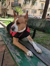 8 Size S-5XL Winter Dog Clothes For Pet Waterproof Warm Large Dog Vest Cat Puppy Dog