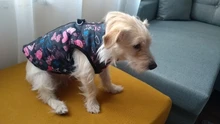 Ropa cálida para perros pequeños, abrigo para perros a prueba de viento, chaqueta acolchada, atuendo con chaleco, ropa para Chihuahua y Yorkshire 35