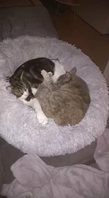 Cama redonda para gatos, nido de gato durmiendo cálido, felpa larga suave para canasta para perros, productos para mascotas, cojín, alfombrilla cama para mascotas, casa para gatos, animales, sofá