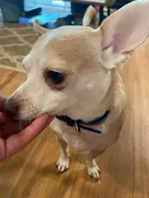 Collar de perros de piel sintética personalizado, reflectante, gato, grabado personalizado, etiqueta de identificación, grabado para cachorro, perros grandes, accesorios para mascotas