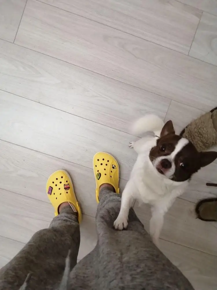 avocado crocs