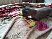 Cat-Toy Pets-Accessories Animals-Supplies Puppy Dog Cleaning Elephan Squeaky Teeth Pig