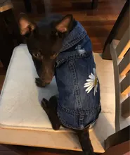 Ropa vaquera de XS-2XL para perro, abrigo para perros, ropa de cachorro, pantalones vaqueros para perro, chaqueta, chaleco abrigo para perro, trajes para cachorro, ropa para gato