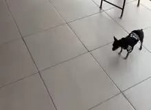 Adidog-ropa de invierno para mascotas, sudaderas pequeñas y de perro de talla mediana, ropa para cachorros, sudadera para perros, Chihuahua, novedad de 2020