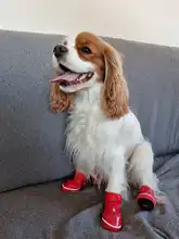 Shoes Dog-Snow-Boots Puppy Small-Dogs Chihuahua Waterproof Pet-Dog Winter for Warm Fleece