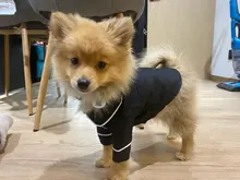 Puppy-Outfit Dogs-Costume Pet-French-Bulldog-Pajamas Chihuahua Fashion Small Medium Perro