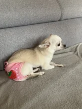 Dog Panties Physiological Pet-Dogs Menstrual-Hygiene Female Puppy Estrus Small Jeans