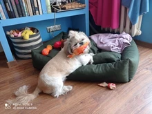 Pet-Supplies Dog-Toys Puppy-Training-Toy Carrot Banana Bite-Resistant Vegetable Dog Chew