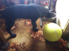 Pet-Toy Tennis-Ball Puppies Ttoys Giant Signature Jumbo 24cm Mega for Kids