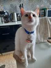 Etiqueta de identificación personalizada para mascotas, Gato de Collar de perro, accesorios de decoración, collares de grabado gratis, llavero con etiquetas de gato de acero inoxidable