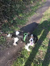 Truelove Front Nylon Dog Harness No Pull Vest Soft Adjustable Safety Harness For Dog