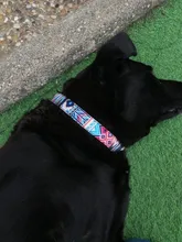 Dog-Collar Dogs Pitbull Adjustable Print Custom Personalized Nylon for Small Large Pet-Cat