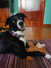 Collar de nailon para perro, personalizado con placa de etiqueta de identificación grabada para mascota, reflectante, perros pequeños, medianos y grandes