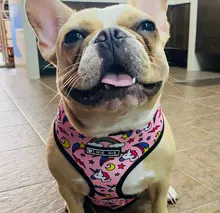Pet-Harness Vest Lead-Leash Puppy-Frenchie Dogs Walking-Dog Pug Small for Bulldog Medium