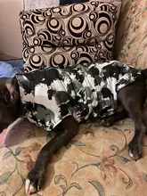 Vest Coat Jacket Pet-Dog-Clothes French-Bulldog-Pet Dogs Small Waterproof Large Winter