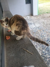 Rompecabezas nuevo de descompresión para niños, juguete inteligente de resistencia a los dados de descompresión, juguetes dados para practicar la ansiedad, 2021