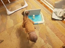 Potty Toilet-Mat Pee-Pad Pet-Toliet-Training Trainer Dog-Pad-Tray HOOMIN Portable 