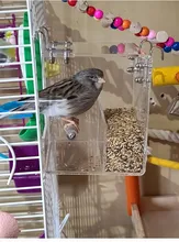 Box Cage Perch-Stand Birds-Supplies Bird-Parrot-Feeder Feeding-Tools Hanging Parrots