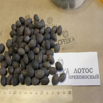 

Lotus орехоносный seeds 5 PCs
