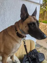 Leash-Set Pet-Collar Free-Engraved-Nameplate Dogs Small Custom Personalized for Medium