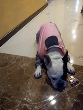 Mono impermeable para perro mascota, ropa impermeable para exteriores, mono con capucha para perros pequeños y grandes, capa impermeable, Bulldog francés