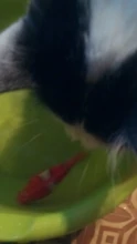 [MPK Store] , Battery-Powered Fish, Cat Toy Cat Fish