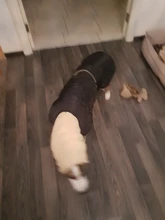 Jacket Clothing Coat Greyhound Waterproof Dog Dogs Large Super-Warm Medium Thick 