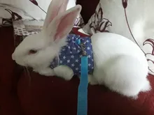 Harness Leash Pets-Accessories Bunny-Mesh Ferret Guinea-Pig Rabbits Hamster Vest Chest-Strap