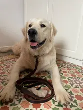 Leash-Set Lead Pet-Collars Dogs Pitbull Small Walking Real-Leather Personalized And 